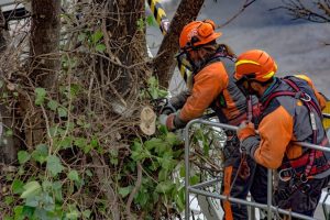 Why Regular Tree Maintenance Matters For Long-Term Health