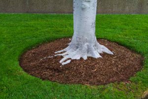 Enhance Your Garden’s Health with Mulch Mounds in Cincinnati